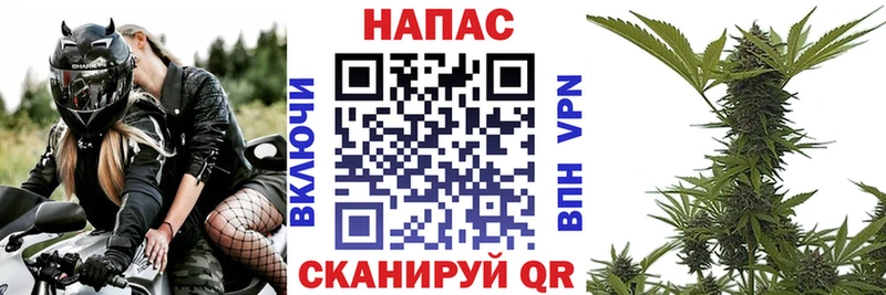 Конопля сатива  Невельск 